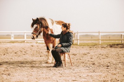 Übungen mit dem Pferd