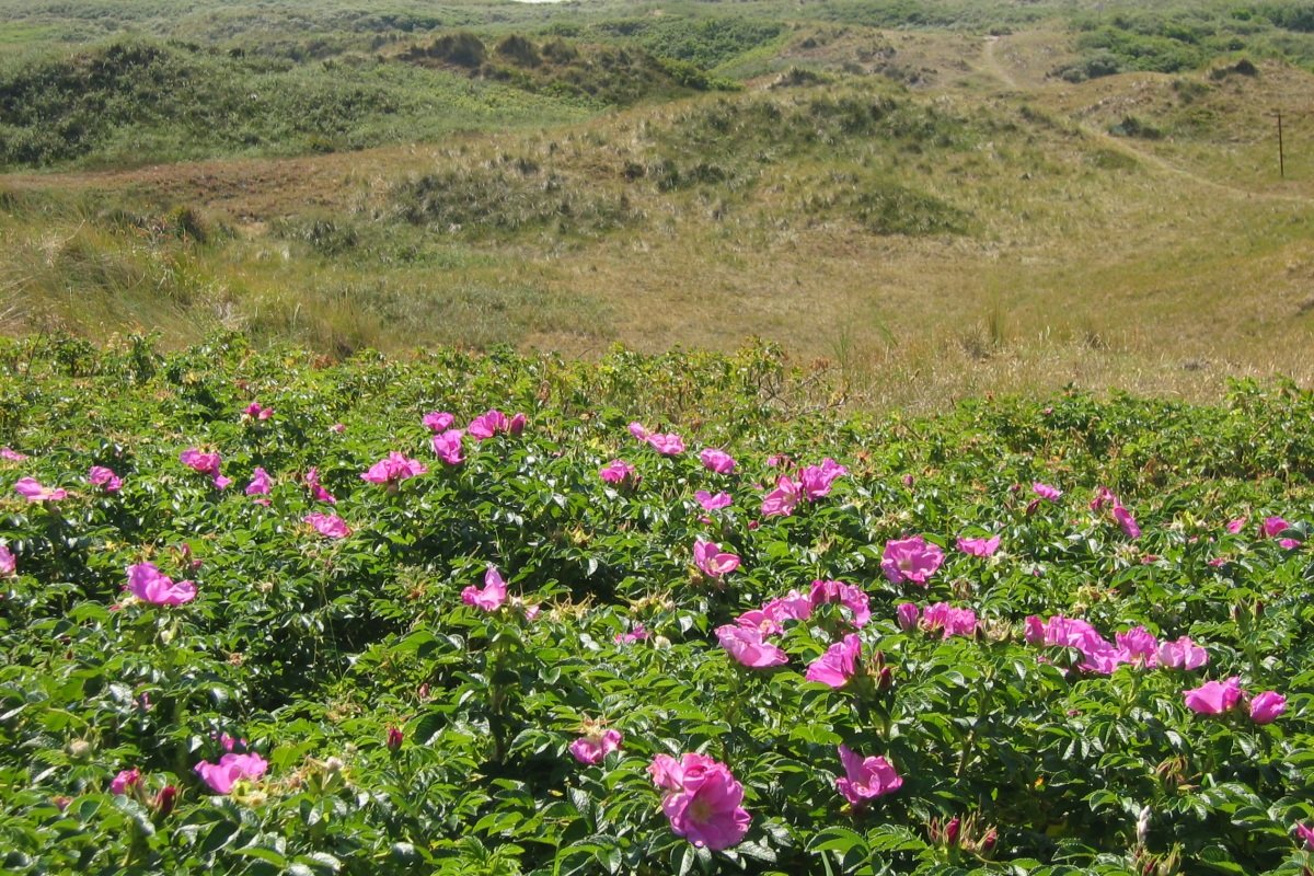 Dünenrose